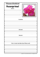 Pflanzensteckbrief-Rosenprimel.pdf